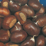 Carica immagine nel visualizzatore Galleria, CASTAGNO COMUNE - Castanea sativa