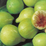 Carica immagine nel visualizzatore Galleria, FICO - FIORONE BROGIOTTO BIANCO - Ficus carica