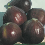 Carica immagine nel visualizzatore Galleria, FICO - FIORONE BROGIOTTO NERO - Ficus carica