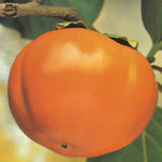 Carica immagine nel visualizzatore Galleria, CACO MELA - Diosryros kaki