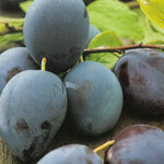 Carica immagine nel visualizzatore Galleria, SUSINA GROSSA DI FELISIO - Prunus domestica