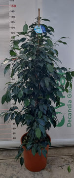 Carica immagine nel visualizzatore Galleria, PIANTA DI FICUS BENJAMIN VERDE VASO 24 cm (foto reale)