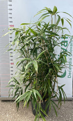 Carica immagine nel visualizzatore Galleria, PIANTA DI BAMBU' "phyllostachys pseudosasa japonica" V.24 CM (foto reale)