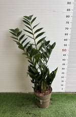 Carica immagine nel visualizzatore Galleria, PIANTA DI ZAMIOCULCAS in vaso 18 (foto reali)