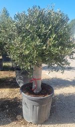 Carica immagine nel visualizzatore Galleria, PIANTA DI ULIVO A PALLA IN VASO 80CM (foto reale)