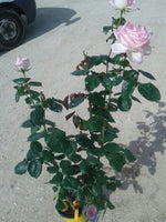 Carica immagine nel visualizzatore Galleria, N. 12 PIANTA DI ROSE A CESPUGLIO IN VASO CM19 (foto reali) colori assortiti