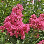 Carica immagine nel visualizzatore Galleria, PIANTA DI LAGERSTROEMIA INDICA PREROSE FUCSIA VASO 20 CM (foto reale)