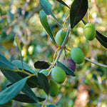 Carica immagine nel visualizzatore Galleria, PIANTA DI ULIVO RACCIOPPELLA in vaso 20/fitocella - età 2/3 anni (foto reali)