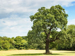 Carica immagine nel visualizzatore Galleria, PIANTA DI QUERCUS ROBUR QUERCIA COMUNE IN VASO 24 CM ALTEZZA 170 CM