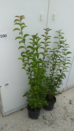 Carica immagine nel visualizzatore Galleria, PIANTA DI LIGUSTRUM JAPONICUM VASO CM 18 ALTEZZA 60/70 CM (foto reali)LIGUSTRO