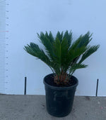 Carica immagine nel visualizzatore Galleria, PIANTA DI CYCAS CICAS PALMA NANA VASO 22/24 CM ALTEZZA 40/60 CM (foto reali)
