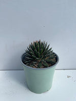 Carica immagine nel visualizzatore Galleria, PIANTA DI AGAVE AMERICANA VARIETA' MIX IN VASO 17 CM (foto reali)