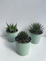 Carica immagine nel visualizzatore Galleria, PIANTA DI AGAVE AMERICANA VARIETA' MIX IN VASO 17 CM (foto reali)