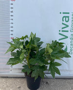 Carica immagine nel visualizzatore Galleria, PIANTA DI FATSIA JAPONICA O ARALIA IN VASO 23 CM DEPURATRICE D'ARIA