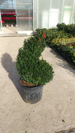 Carica immagine nel visualizzatore Galleria, PIANTA DI BUXUS SEMPERVIRENS ARBORESCENS A SPIRALE vaso cm 45 (foto reale)