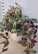 Carica immagine nel visualizzatore Galleria, PIANTA DI TRADESCANTIA IN BASKET CM 27 (foto reale)