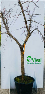 Carica immagine nel visualizzatore Galleria, PIANTA DI MELOGRANO MOLLAR (SENZA SEMI) apireno altezza cm 180/190cm in mastello
