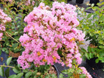 Carica immagine nel visualizzatore Galleria, PIANTA DI LAGERSTROEMIA INDICA ROSA CHOCTAW VASO 20 CM (foto reale)