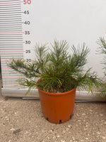 Carica immagine nel visualizzatore Galleria, PIANTA DI PINUS MUGO VASO 18 CM CESPUGLIO (foto reale) PINO MUGO