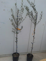 Carica immagine nel visualizzatore Galleria, PIANTA DI ULIVO PASOLA DI ANDRIA in vaso 20/fitocella età 2/3 anni (foto reali)