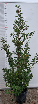 Carica immagine nel visualizzatore Galleria, PIANTA DI PRUNUS LUSITANICA ANGUSTIFOLIA in vaso clt 15 (FOTO REALE)