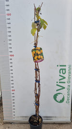 Carica immagine nel visualizzatore Galleria, PIANTA DI LAMPONE GIALLO in vaso 16/18 (foto reali)