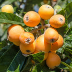 Carica immagine nel visualizzatore Galleria, PIANTA DA FRUTTO NESPOLO DEL GIAPPONE in vaso 24 età 3/4 anni