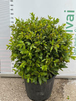 Carica immagine nel visualizzatore Galleria, PIANTA DI LAURUS NOBILIS ALLORO A PALLA VASO 40 CM (foto reale)