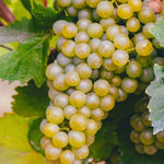 Carica immagine nel visualizzatore Galleria, PIANTA DA FRUTTO UVA REGINA BIANCA in vaso età 2/3 anni (foto reali)