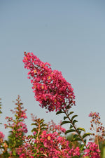 Carica immagine nel visualizzatore Galleria, PIANTA DI LAGERSTROEMIA INDICA FUCSIA LIE DE VIN VASO 20 CM (foto reale)