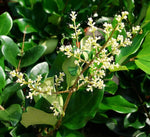 Carica immagine nel visualizzatore Galleria, PIANTA DI LIGUSTRO TEXANUM ALBERELLO V. 24 CM 1/2 FUSTO (foto reale) LIGUSTRUM