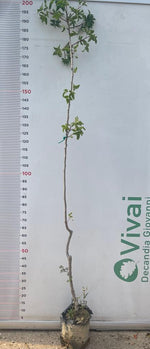 Carica immagine nel visualizzatore Galleria, 3 Piante di Pistacchio AEGINA (2 Femmina + 1 Maschio) Innesto 2 Anni – Fitocella