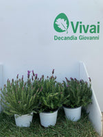 Carica immagine nel visualizzatore Galleria, PIANTA DI LAVANDA ANGUSTIFOGLIA IN VASO 14 CM profumatissima
