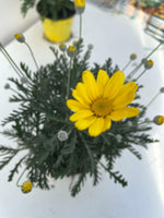 Carica immagine nel visualizzatore Galleria, N.2 PIANTE DI EURYOPS IN VASO 14 CM FIORE GIALLO (foto reali)