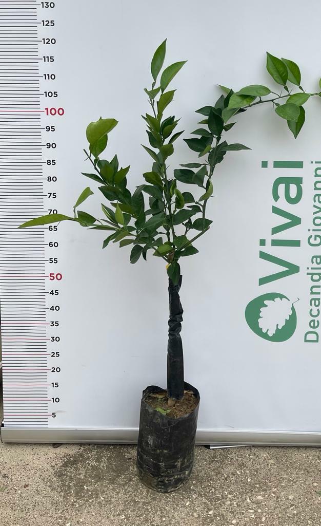 PIANTA ALBERO DI ARANCIO BRASILIANO IN FITOCELLA  (foto reale)