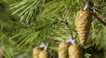 Carica immagine nel visualizzatore Galleria, N.2 PIANTA DI PINO D' ALEPPO "PINUS HALEPENSIS" IN ALVEOLO (foto reale)