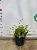 Carica immagine nel visualizzatore Galleria, CAREX OSHIMENSIS 'EVERGOLD' pianta graminacea erbacea perenne