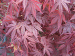 Carica immagine nel visualizzatore Galleria, PIANTA DI ACER PALMATUM IN VASO 16X16 CM ALTEZZA 180/200 CM (foto reali)