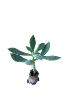 Carica immagine nel visualizzatore Galleria, 10 pezzi di Piante Grasse X Set Oliver - Echeveria Hybrida IN VASO 10