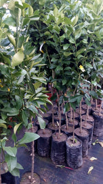 Carica immagine nel visualizzatore Galleria, PIANTA DI CEDRO (Citrus Medica) in vaso 24 - età 3/4 anni (foto reali)