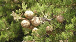 Carica immagine nel visualizzatore Galleria, PIANTA DI CIPRESSO CUPRESSUS SEMPERVIRENS ALTEZZA 200 (foto reale) SEMPREVERDE