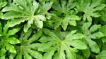 Carica immagine nel visualizzatore Galleria, PIANTA DI FATSIA JAPONICA O ARALIA IN VASO 23 CM DEPURATRICE D'ARIA