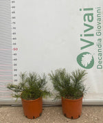 Carica immagine nel visualizzatore Galleria, PIANTA DI PINUS MUGO VASO 18 CM CESPUGLIO (foto reale) PINO MUGO