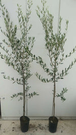 Carica immagine nel visualizzatore Galleria, PIANTA DI ULIVO ROSCIOLA in vaso 20/fitocella - età 2/3 anni (foto reali)