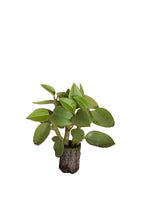 Carica immagine nel visualizzatore Galleria, 10 pezzi di piante grasse Orba Pixie Lime - Paperomia Hybrida IN VASO 10