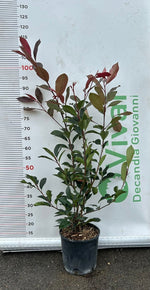 Carica immagine nel visualizzatore Galleria, 50 Piante di Photinia V18 H 90/120 cm – Red Robin – Siepe Sempreverde Colorata
