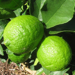 Carica immagine nel visualizzatore Galleria, PIANTA DI LIMONE DI TAHITI o LIME DEI CARAIBI in fitocella - età 2/3 anni