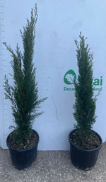 Carica immagine nel visualizzatore Galleria, PIANTA DI CUPRESSUS SEMPERVIRENS " TOTEM" VASO 24 CM H 100/110 CM ( FOTO REALI)