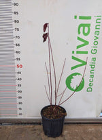Carica immagine nel visualizzatore Galleria, PIANTA DI SANGUINELLA 'CORNUS SANGUINEA' in vaso 18 (foto reali)