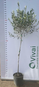 Carica immagine nel visualizzatore Galleria, PIANTA DI ULIVO CIPRESSINO in vaso 24 - età 3/4 anni (foto reali)